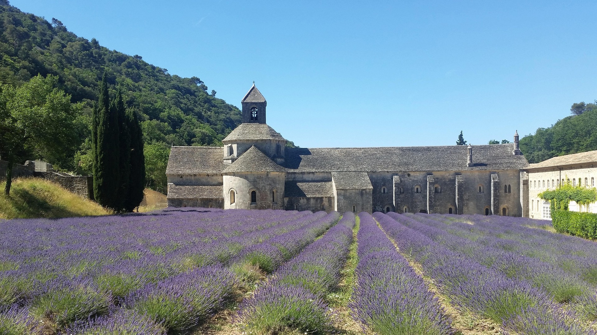 Sénanque Abbey in Provence with lavender fields in bloom