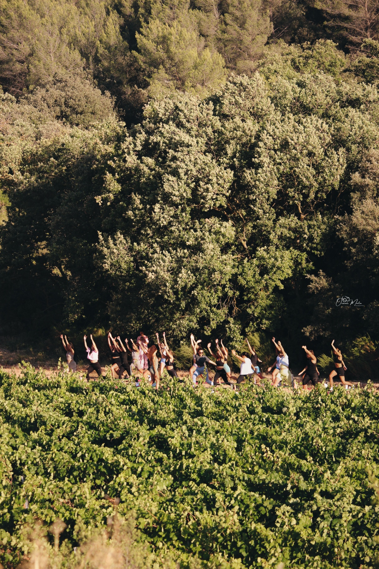 Corporate team practising yoga at sunrise in a Provence vineyard surrounded by garrigue forest