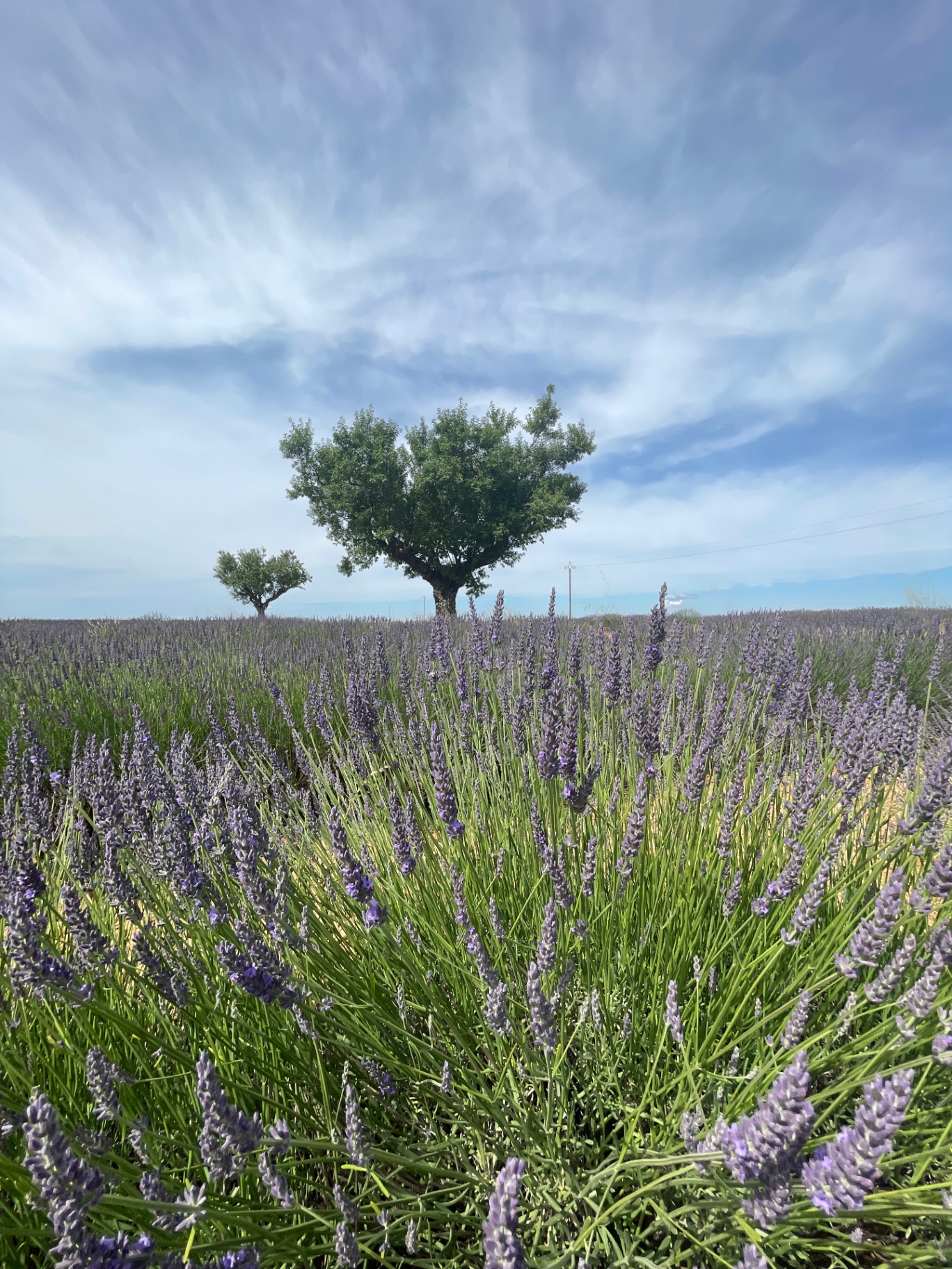 Lavender fields and almond trees on the Valensole plateau, Provence