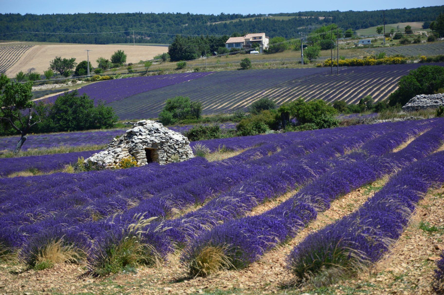 Lavender fields in Provence with a traditional dry-stone borie hut