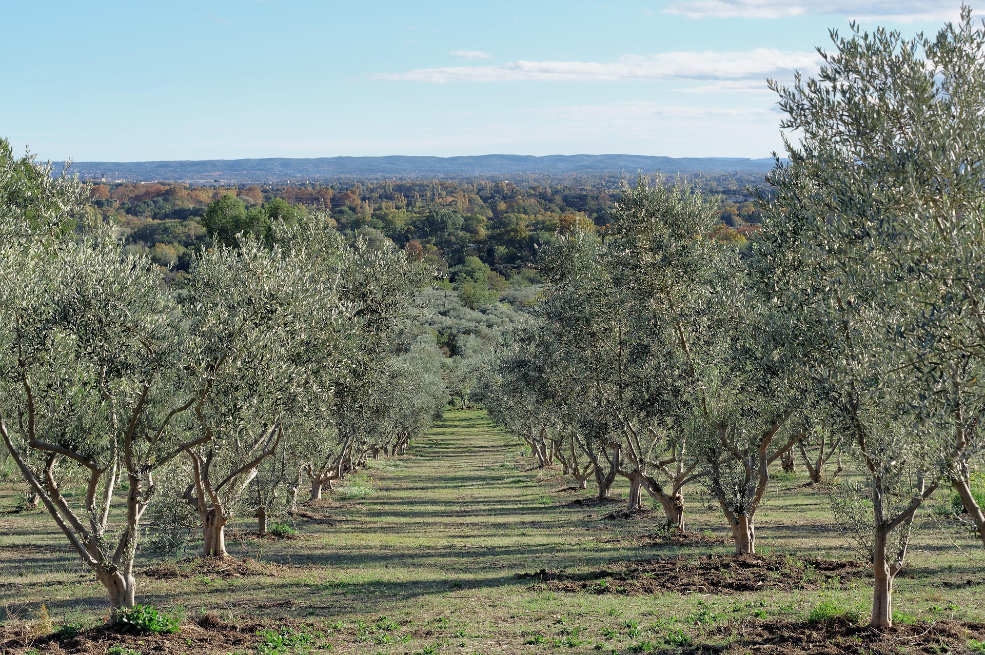 The Alpilles