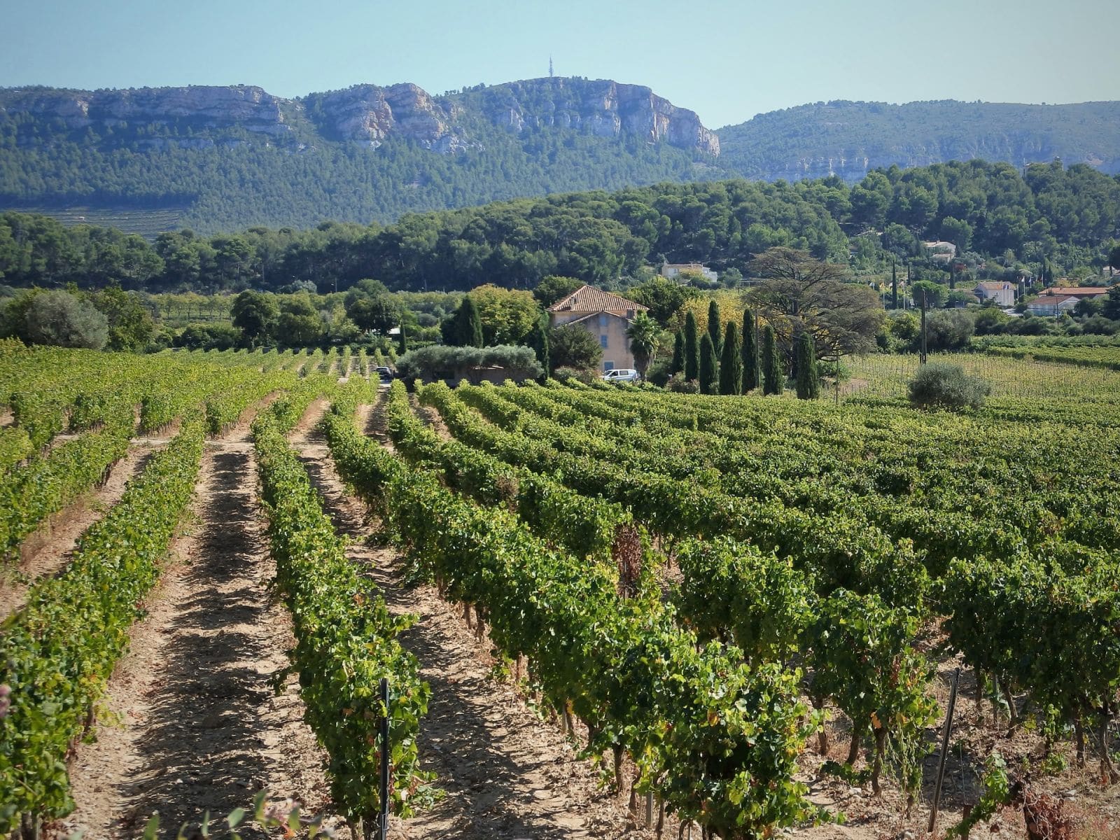 Wine in Provence
