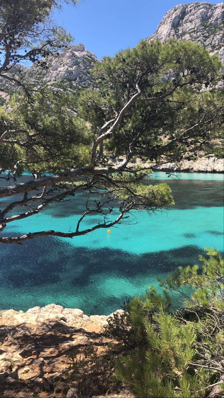 Wild Provence